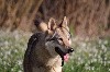  - Adoption chien-loup tchécoslovaque 