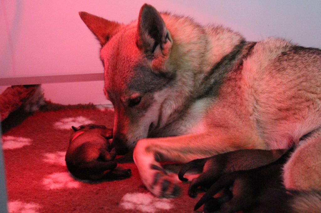 Des Loups Malins De Gaelice - Chien-loup tchecoslovaque - Portée née le 03/01/2022
