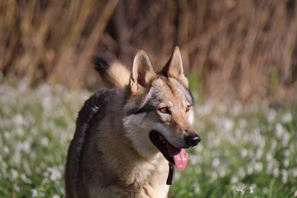 Des Loups Malins De Gaelice - Adoption chien-loup tchécoslovaque 