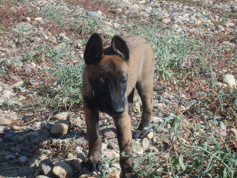 éragone des Plaines Du Minervois