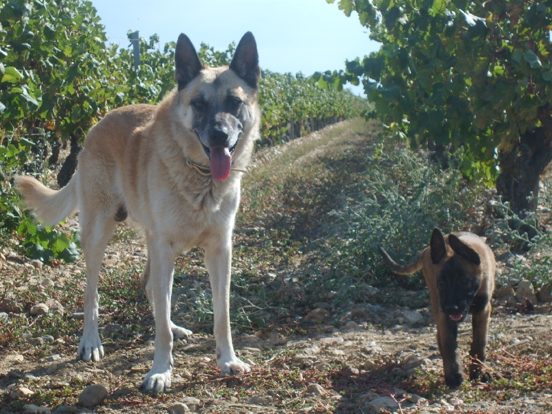 éragone des Plaines Du Minervois