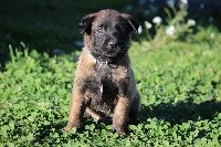 SIMBA (CHIOT COLLIER BLEU FONCE)