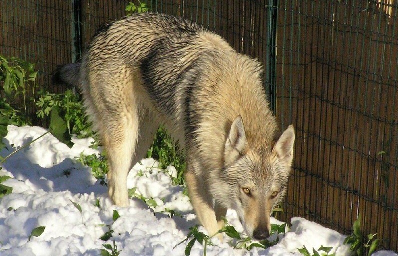 Eayla Passo del lupo