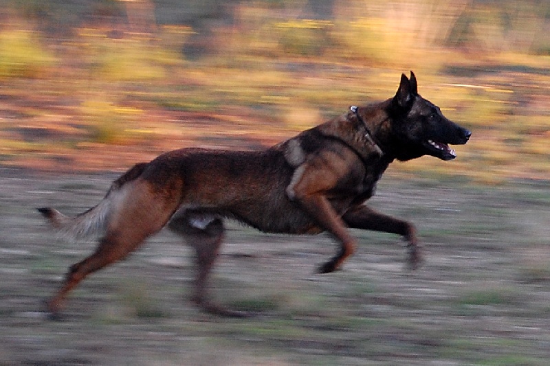 Artax des Plaines Du Minervois