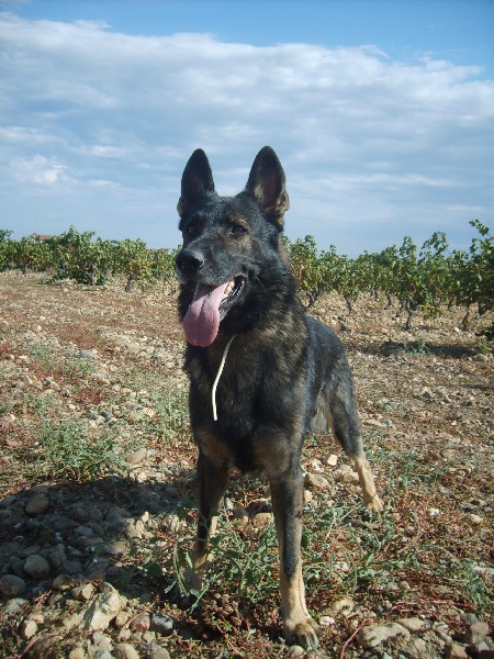 Anoyac des loups du Berry