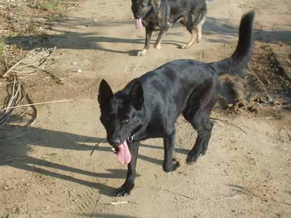 Chimen Du domaine du printemps