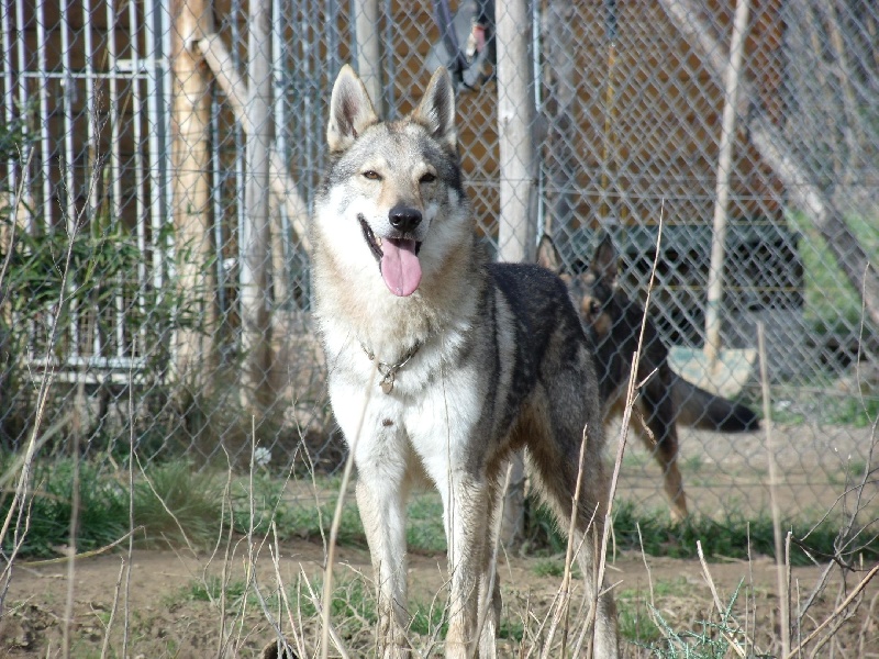 Aragon tatra kennel