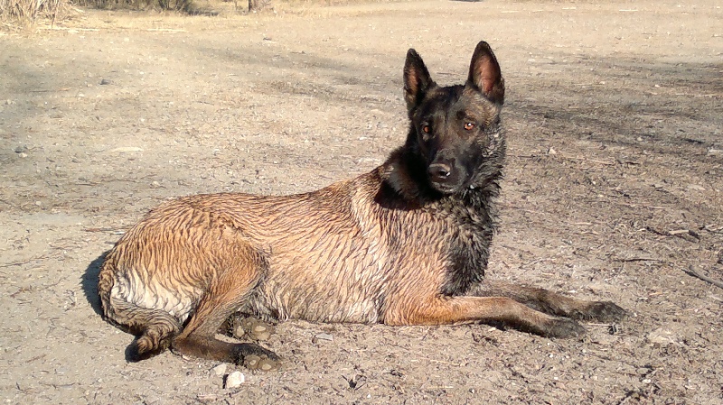 éragone des Plaines Du Minervois