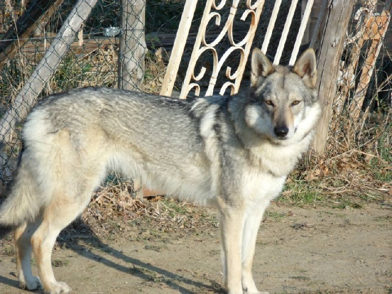 Galys Des Loups Malins De Gaelice