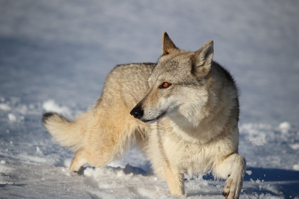 Oldis Des Loups Malins De Gaelice