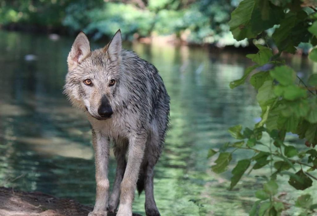 U'lys Des Loups Malins De Gaelice
