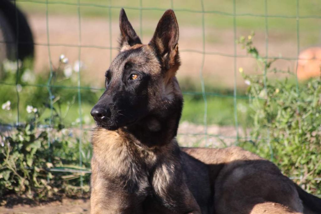 Adoption berger belge malinois 