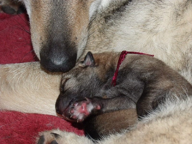 2014 chiots Galys & Ghost